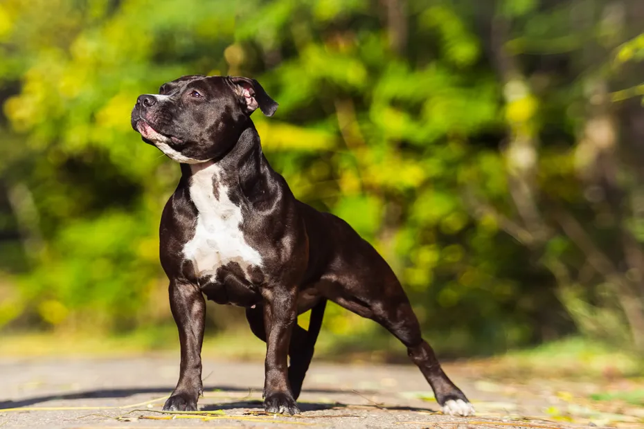 American Staffordshire Bull Terrier dog standing outdoor
