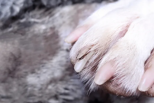 How to Treat a Broken Dog Nail in 8 Steps (Vet Answer)