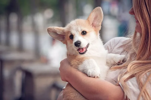 Why is My Corgi So Small? 5 Likely Reasons