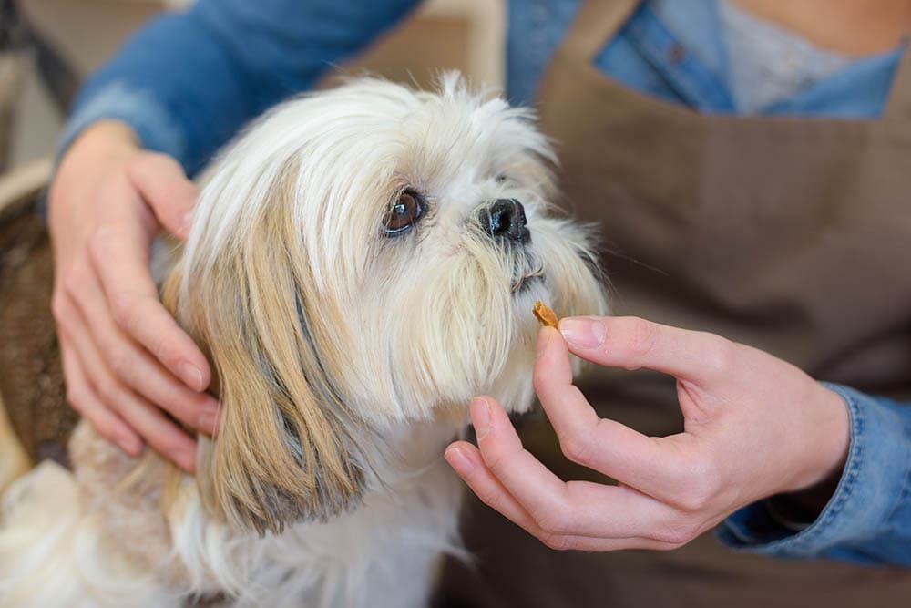 giving shih tzu a dog supplement