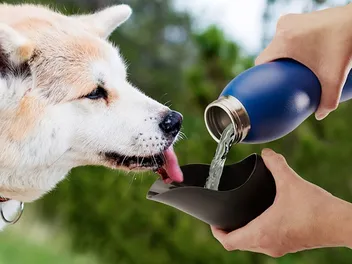 9 Best Dog Water Bottles in 2026 - Reviews & Top Picks