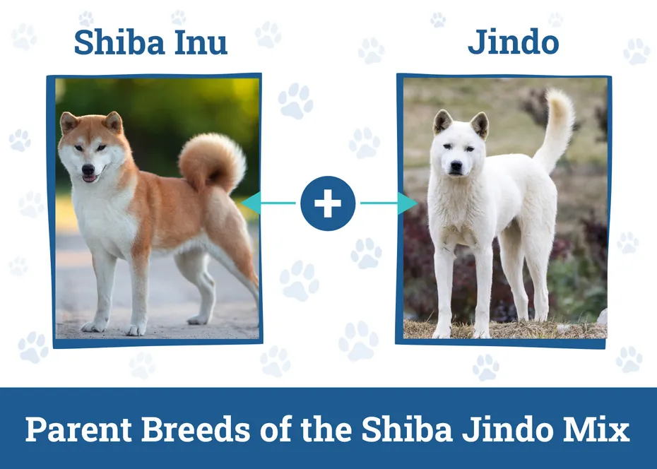 Parent Breeds of the Shiba Jindo Mix