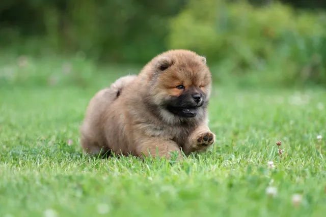When Do Puppies Start Walking? Early Development Explained (Vet-Verified)