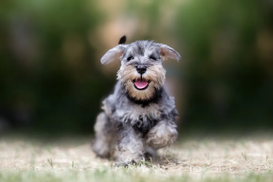 Miniature Schnauzer puppy playing in the grass