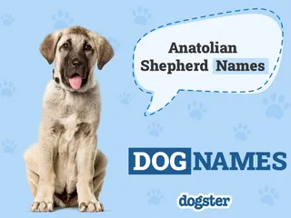 204 Popular & Unique Anatolian Shepherd Dog Names