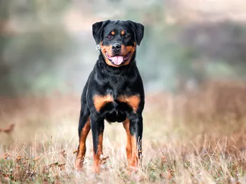 How Much Does It Cost to Own a Rottweiler? 2026 Price Guide