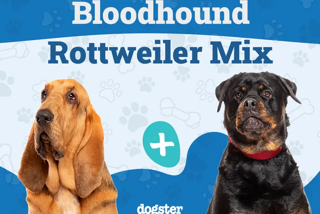 Bloodhound Rottweiler Mix: Info, Pictures, Care & More