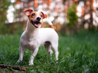 How Big Do Jack Russell Terriers Get? Vet-Verified Average Size, Weight & Growth Chart
