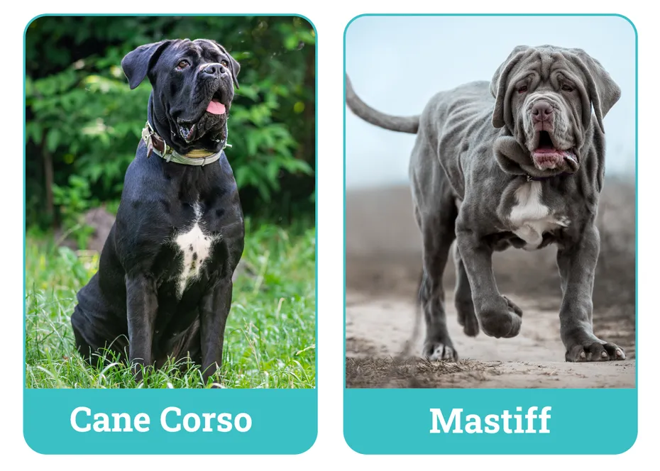 Cane Corso vs Mastiff