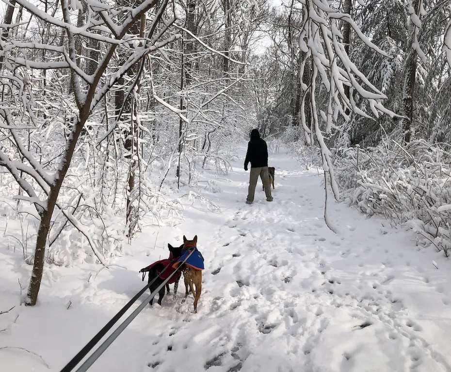 The dogs in the snow.