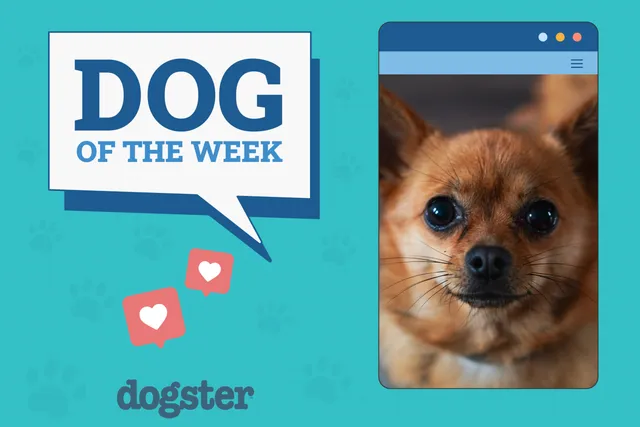 Dogster Photo Contest: Dogs of the Week Winners (July, 10 2025)