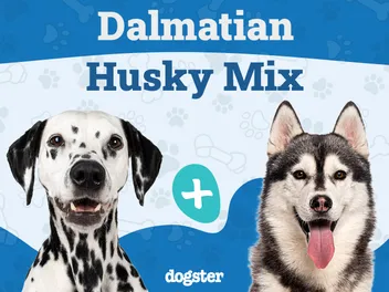 Dalusky (Dalmatian & Husky Mix): Info, Pictures, Care & More