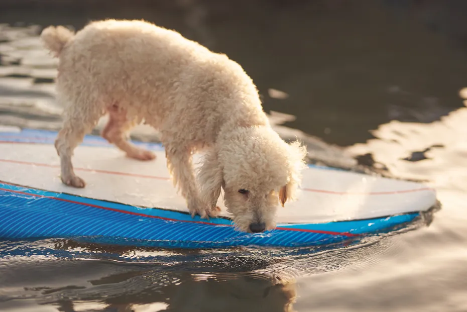Cute white poodle on surf board swimming in sea water