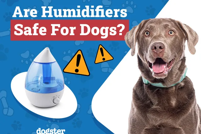 Are Humidifiers Safe for Dogs? Safety Concerns & Benefits