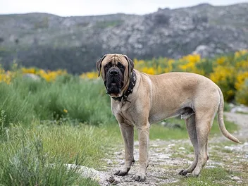 What Breed of Dog Is in “The Sandlot”? Famous Character Facts