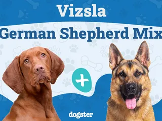 Vizsla German Shepherd Mix: Info, Pictures, Care Guide & Temperament
