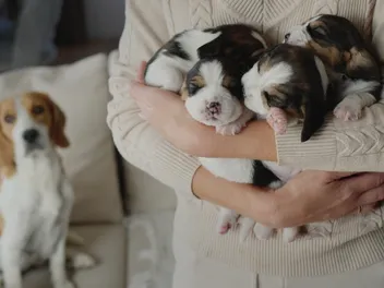 How Many Puppies Do Beagles Have? Our Vet's Pregnancy Guide
