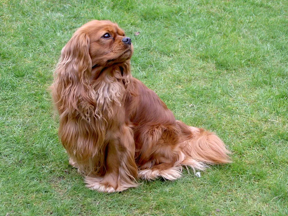 English Toy Spaniel, Ruby colour