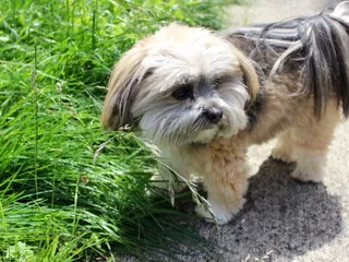 La-Pom (Lhasa Apso & Pomeranian Mix) Dog Breed: Info, Pictures, Care & More