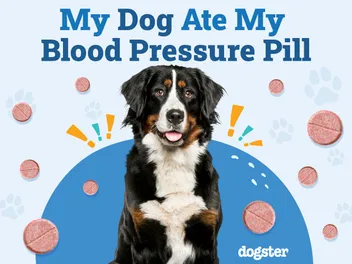 My Dog Ate My Blood Pressure Pill, Should I Be Worried? Our Vet Answers