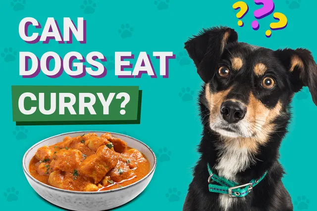 Can Dogs Eat Curry? Vet-Verified Facts & FAQ