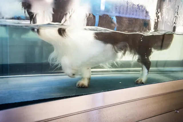 Hydrotherapy for Dogs: Vet-Verified Facts & FAQ