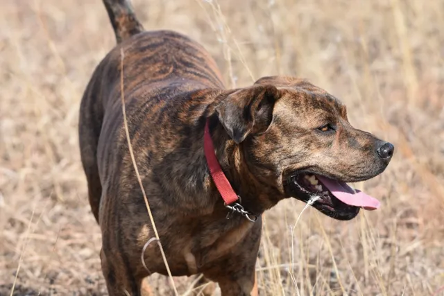 Mountain Cur Dog Breed: Info, Pictures, Traits & More