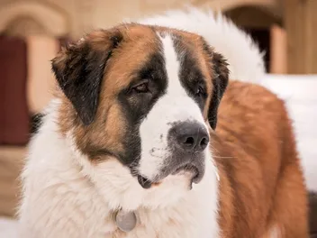 How to Groom a St. Bernard: 8 Vet-Approved Tips & Tricks