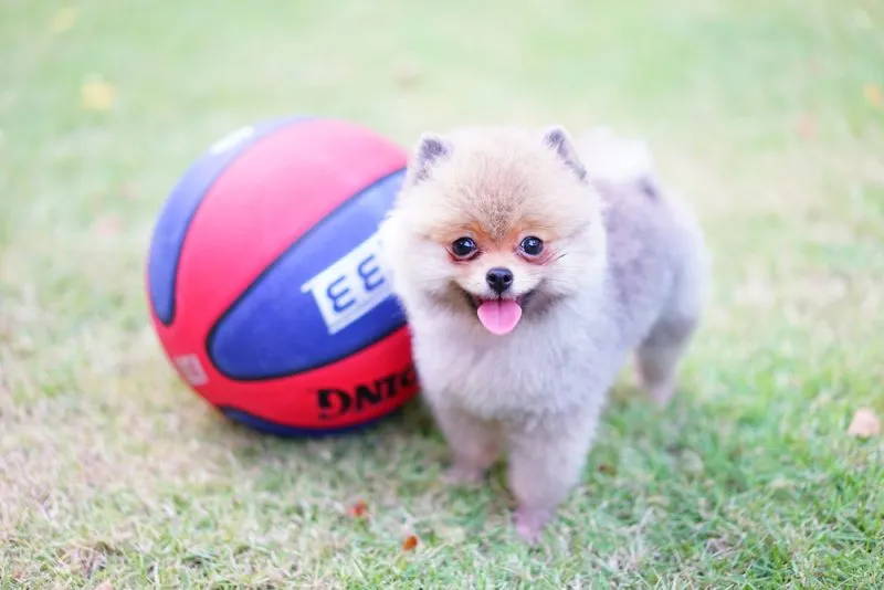 teacup pomeranian dog with basketball