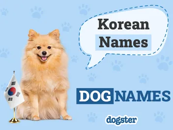 270 Korean Dog Names: Ideas for Your Unique Pup