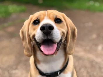What Emotions Can Dogs Experience? Canine Feelings Explained