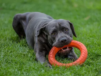 How Strong Is a Cane Corso’s Bite Force? Vet-Verified Facts & PSI Measure