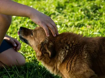 10 Off-Leash Dog Parks in St. Louis, MO You Can Visit Today (2026 Update)