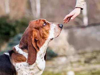 How to Train a Basset Hound: 5 Vet-Approved Tips & Tricks