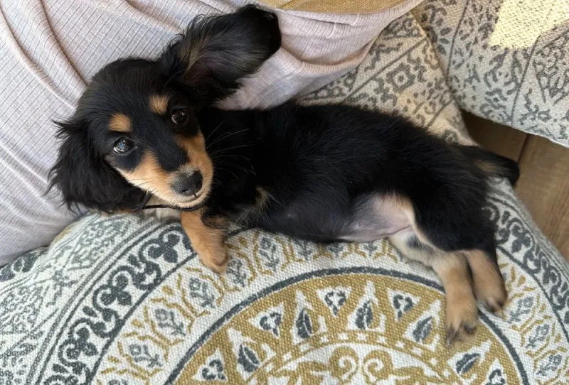 Baby Rue the day we brought her home