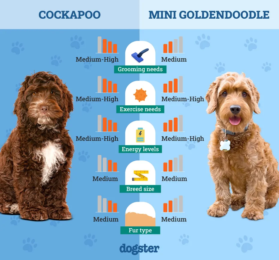 Dogster_Side by Side Comparison_Cockapoo vs Mini Goldendoodle