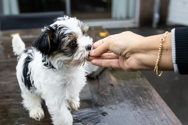 Hand Feeding Your Puppy: Benefits & Step-by-Step Guide (Vet Answer)