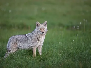 10 Dog Breeds Bigger Than Wolves (With Info & Pictures)