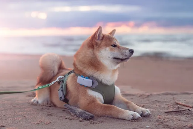 Top 10 Dog-Friendly Beaches in New York: On- & Off-Leash Spots