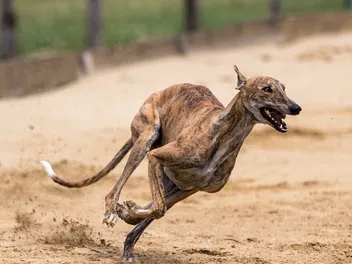 Is Greyhound Racing Legal? Laws, Ethics & FAQ