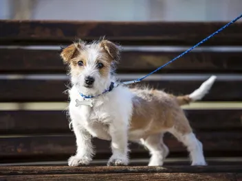 10 Great Off-Leash Dog Parks in Houston, TX You Can Visit in 2026