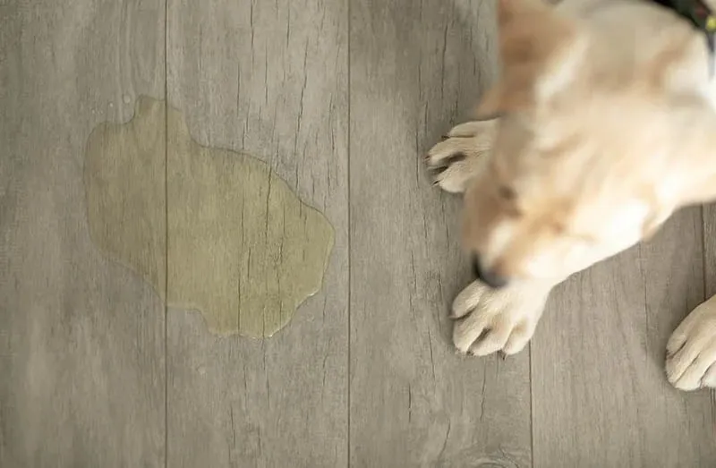 labrador puppy pee