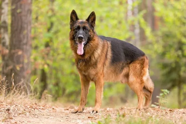 Is a German Shepherd Good for a First-Time Dog Owner? The Surprising Answer!