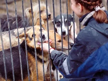 9 Top Dog Rescue Organizations to Check Out Today