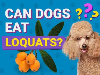 Can Dogs Eat Loquats? Vet-Approved Nutrition Facts
