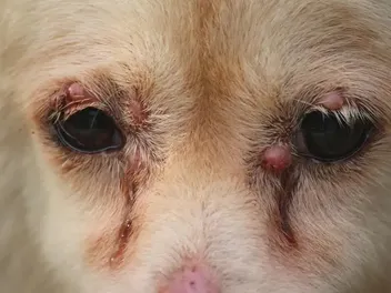 Bumps on My Dog’s Eye: Signs, Causes & Care (Vet Answer)