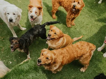 How to Start a Dog Daycare Business (2026 Guide) - 7 Simple Steps