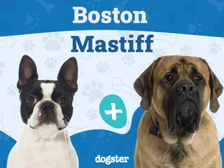 Boston Mastiff (Boston Terrier & Mastiff Mix): Info, Pictures, Temperament & More