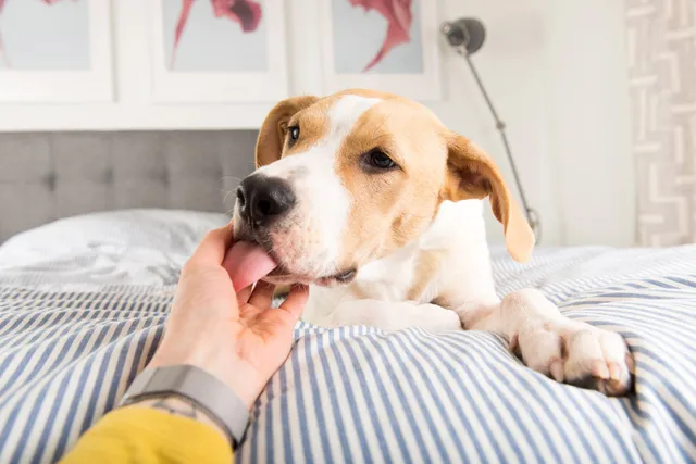Why Do Dogs Lick People? 6 Vet-Verified Reasons
