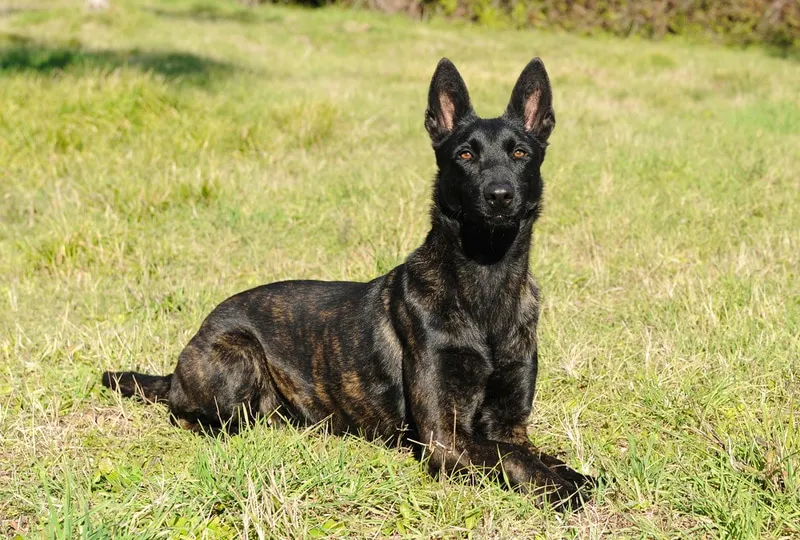 belgian malinois shepherd in the grass